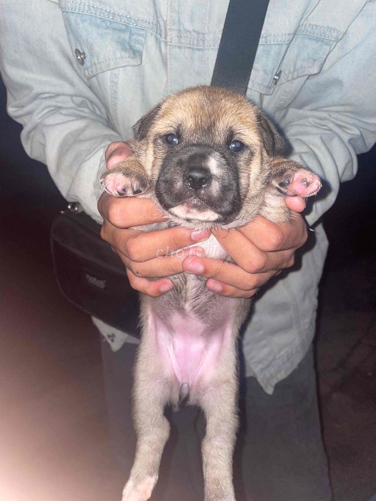 Chó lai. Mua bán Chó tại Quận Liên Chiểu Đà Nẵng được đăng bởi  Tiên hình 1