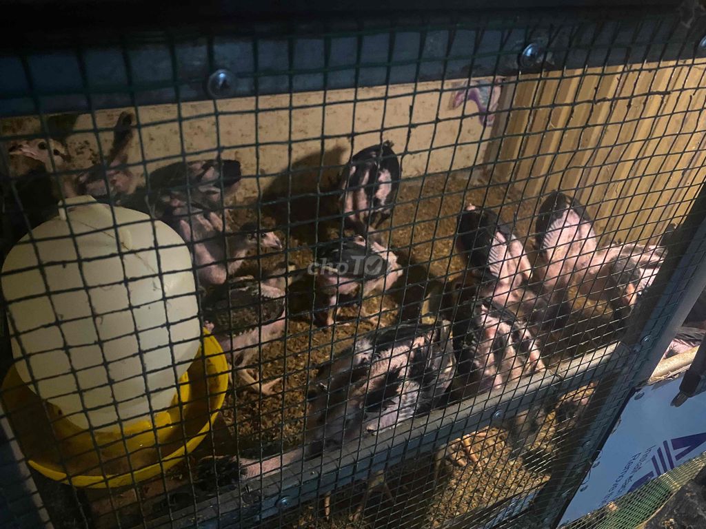 giảm tải ai kết thì ib. Mua bán Gà tại Thị xã Hương Trà Thừa Thiên Huế được đăng bởi Hoàng hải hình 1