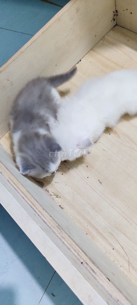 bán mèo. Mua bán Mèo tại Huyện Mai Châu Hòa Bình được đăng bởi Đặng thế long hình 1