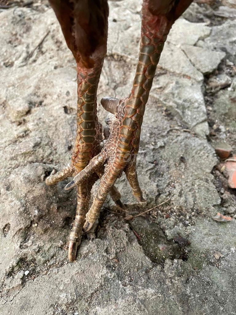 Xám chuối 1kg4 thay lông. Mua bán Gà tại Quận Bình Tân Tp Hồ Chí Minh được đăng bởi Nguyễn Văn Tuấn hình 3