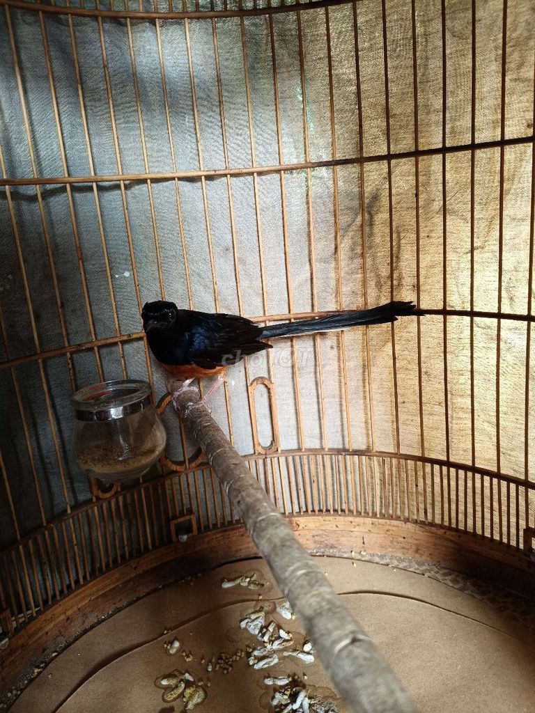 cần gl chim khác. Mua bán Chim tại Huyện Chợ Mới An Giang được đăng bởi Truong hình 1