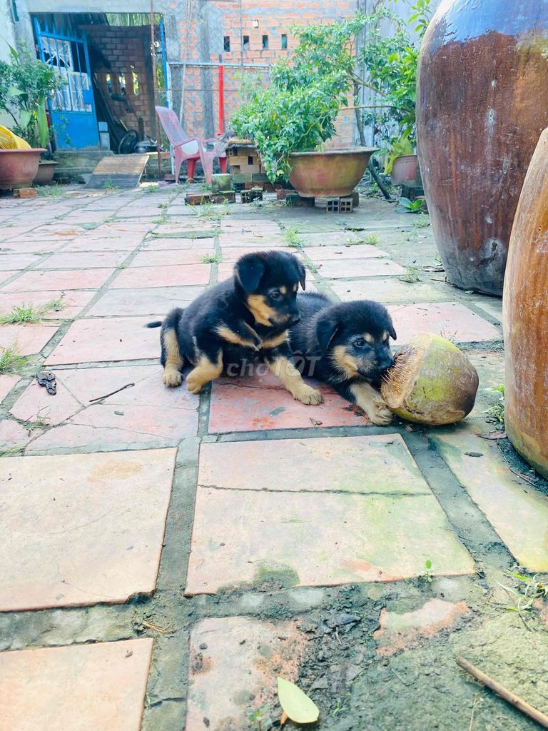 chó begiec lai rottweiler 3 con cái. Mua bán Chó tại Thành phố Mỹ Tho Tiền Giang được đăng bởi Phan Em hình 6