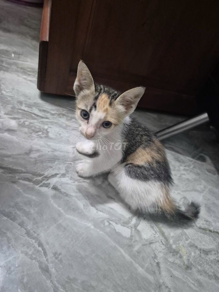 Tặng 2 bé Mèo Tam thể và Mèo Mun. Mua bán Mèo tại Thành phố Thủ Dầu Một Bình Dương được đăng bởi Dương hình 1