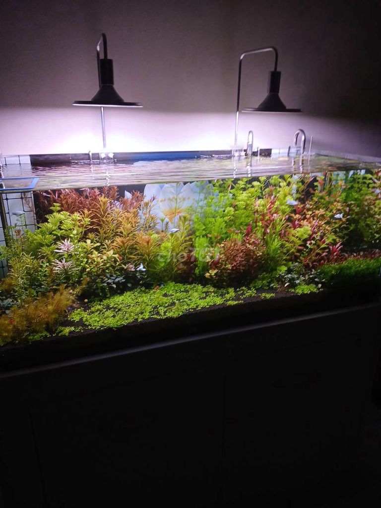 Bể thủy sinh 1m2x50cm kính 12mm. Mua bán Phụ kiện, Thức ăn, Dịch vụ tại Quận Hải An Hải Phòng được đăng bởi Toantran Tran hình 1