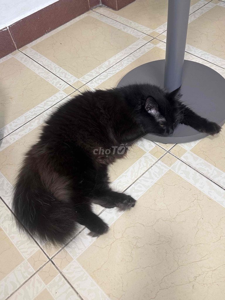 Mèo Anh cái đã tiêm. Mua bán Mèo tại Quận 5 Tp Hồ Chí Minh được đăng bởi Huỳnh Thanh Giang hình 1