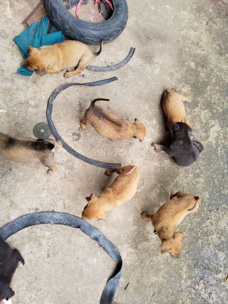 Chó xoáy Phú Quốc lai 2 tháng nhiều màu. Mua bán Chó tại Thành phố Thủ Đức Tp Hồ Chí Minh được đăng bởi Kim Thanh hình 1