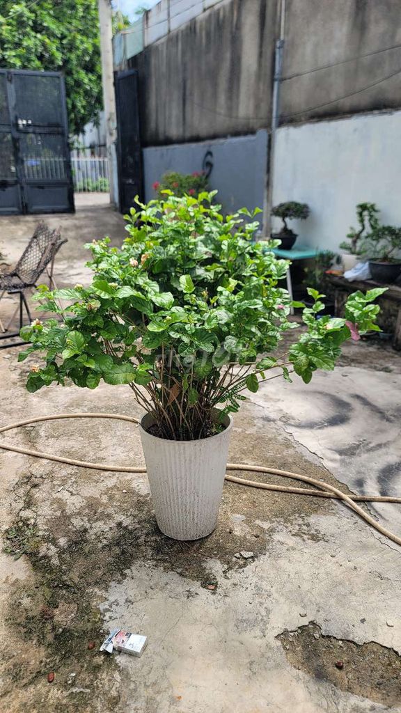 Hoa nhài . Mua bán Cây cảnh, đồ trang trí tại Thành phố Thủ Đức Tp Hồ Chí Minh được đăng bởi Tuấn thủ đức Garden hình 1