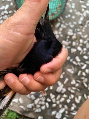 bắt avi ra bị lỗi cánh cụt đuoi. Mua bán Chim tại Huyện Trảng Bom Đồng Nai được đăng bởi Toly Toly Nguyen