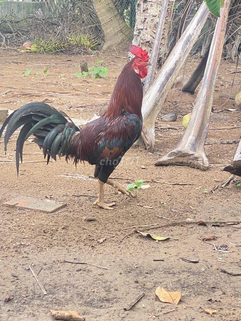 Điều 11 tháng đang đi lông chia cho ae về dú chơi. Mua bán Gà tại Huyện Mỏ Cày Nam Bến Tre được đăng bởi Cường 98 hình 1