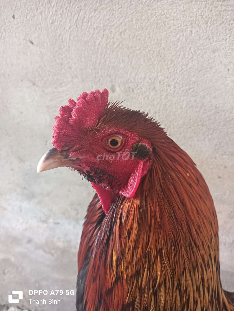 điều 2kg5 trạng còn lên. Mua bán Gà tại Huyện Thanh Bình Đồng Tháp được đăng bởi T gà cỏ hình 1