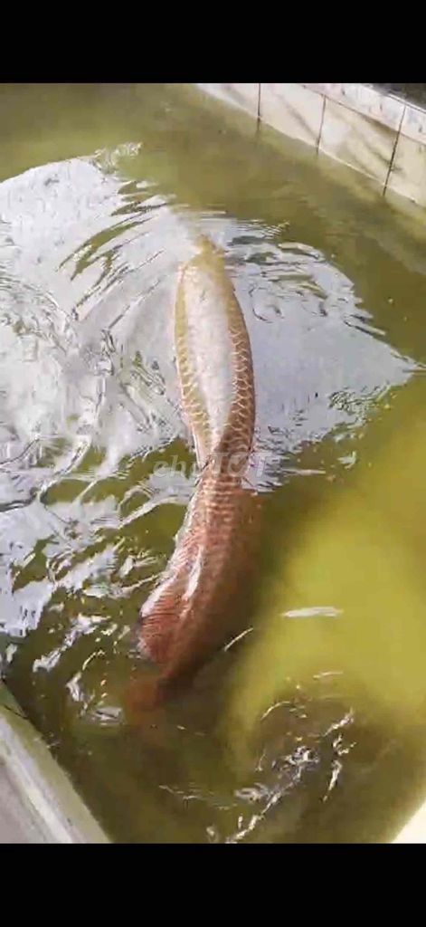 Cá Hải tượng long 1m6. Mua bán Thú cưng khác tại Quận Bình Tân Tp Hồ Chí Minh được đăng bởi Trần Hải Đăng hình 1