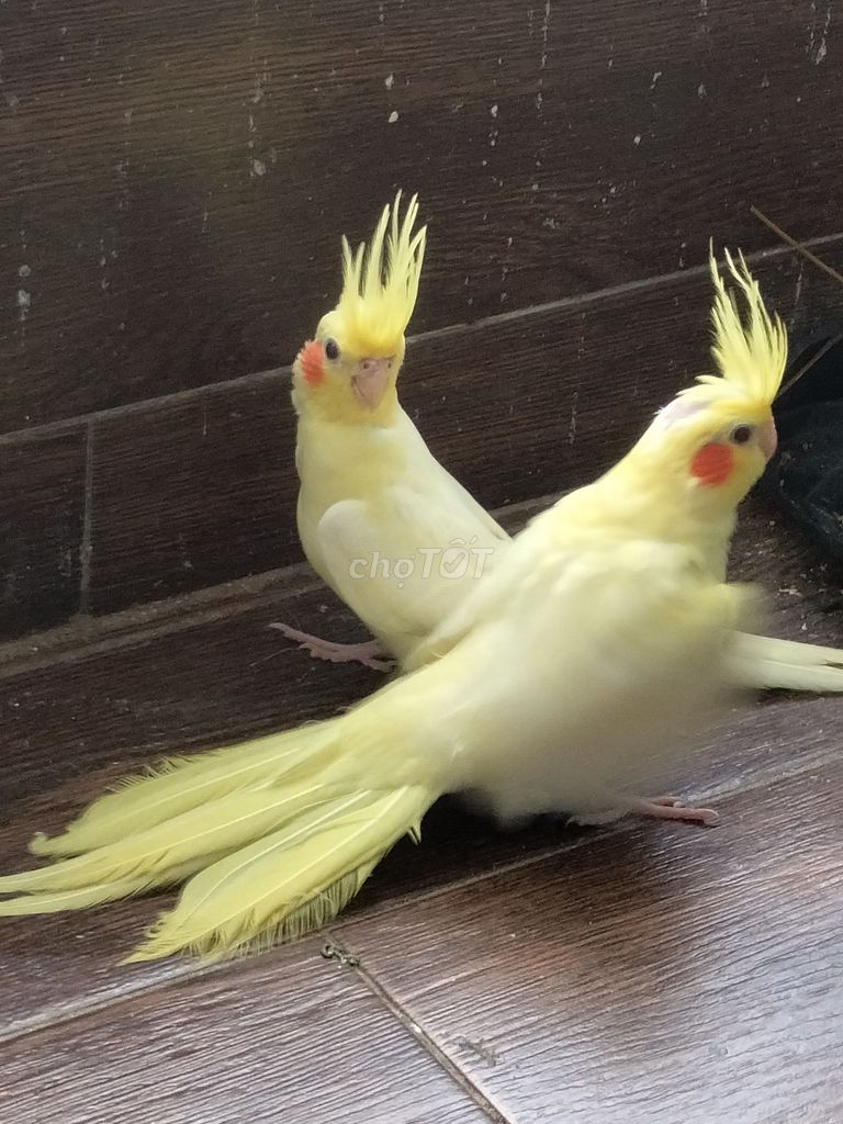 Vẹt Cockatiel nhà nuôi