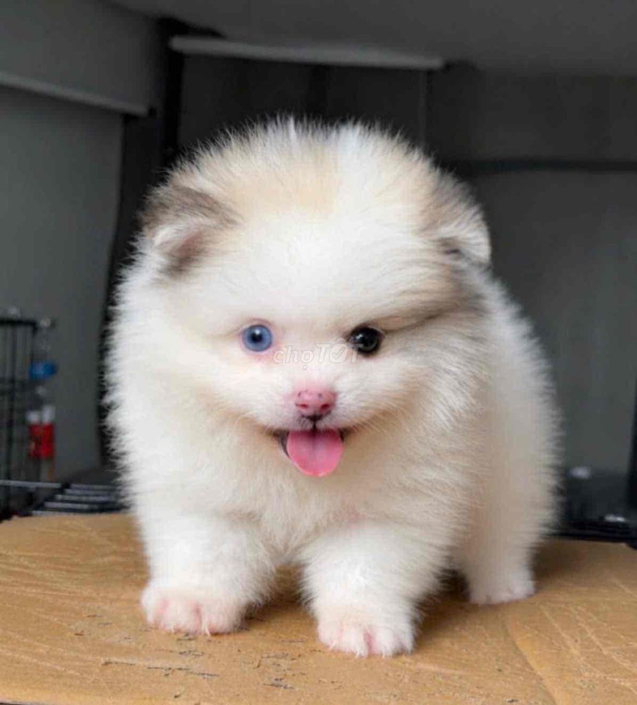 Chó Pomeranian màu paty Lông dày. Mua bán Chó tại Huyện Bình Chánh Tp Hồ Chí Minh được đăng bởi pom pet sài gòn hình 1