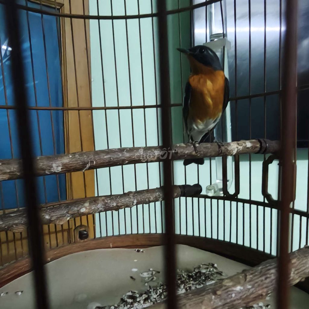 Chim Tiểu lửa gần 2 mùa đã thuần. Mua bán Chim tại Quận 10 Tp Hồ Chí Minh được đăng bởi Nguyen duy thien hình 1