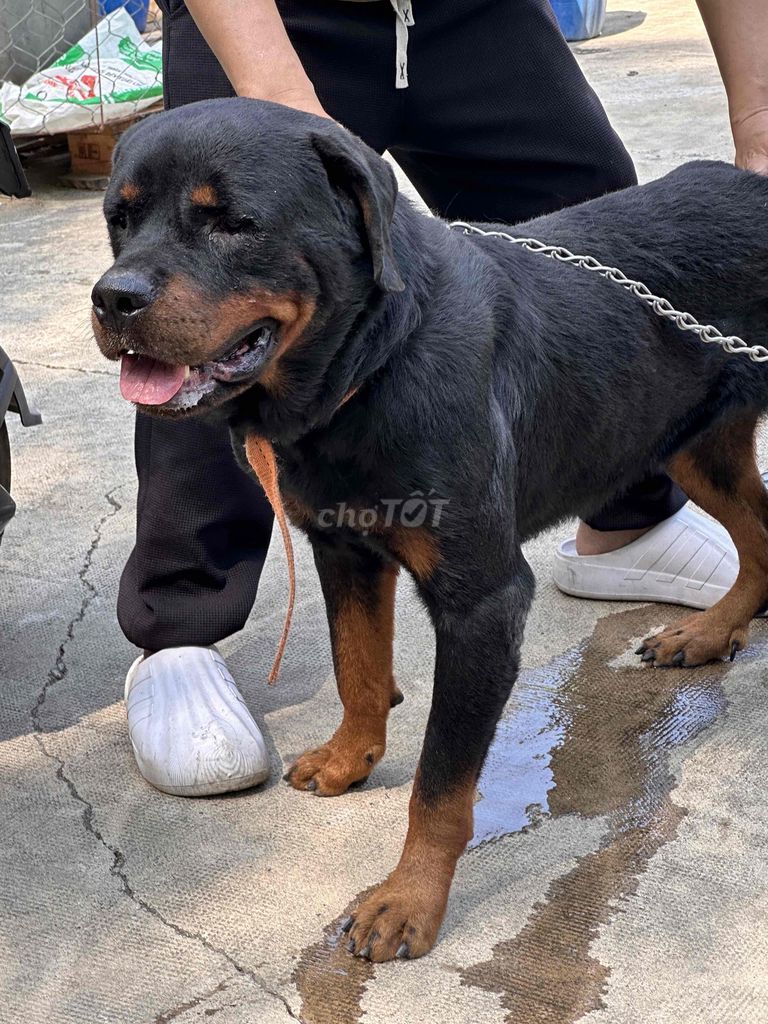 Chó Rottweiler đen vàng 2.5 tuổi. Mua bán Chó tại Huyện Trảng Bom Đồng Nai được đăng bởi Hương hình 1