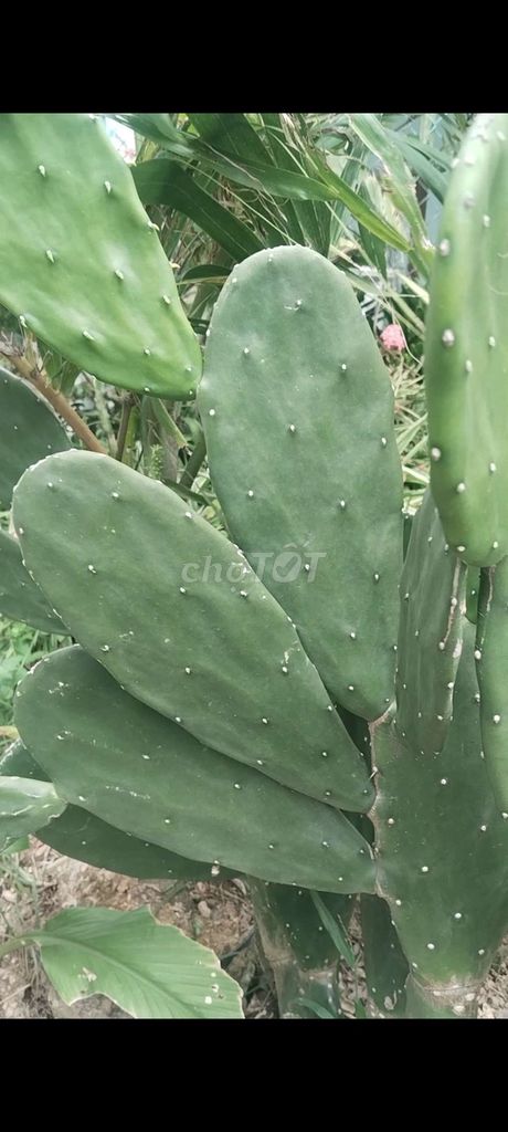 Cây cảnh Xương rồng tai thỏ. Mua bán Cây cảnh, đồ trang trí tại Huyện Trà Ôn Vĩnh Long được đăng bởi Tâm Phạm hình 1