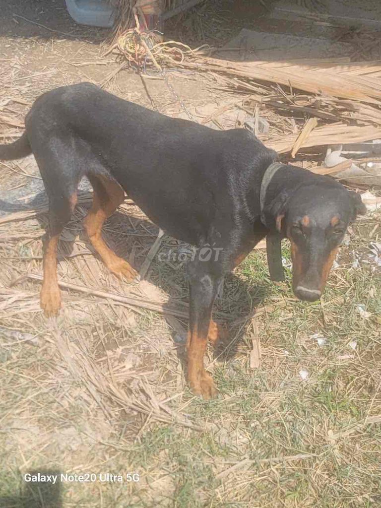 Cần bán 3 con Doberman 1 Đực 2 Cái. Mua bán Chó tại Huyện Bình Chánh Tp Hồ Chí Minh được đăng bởi Phạm Thanh Phong hình 2