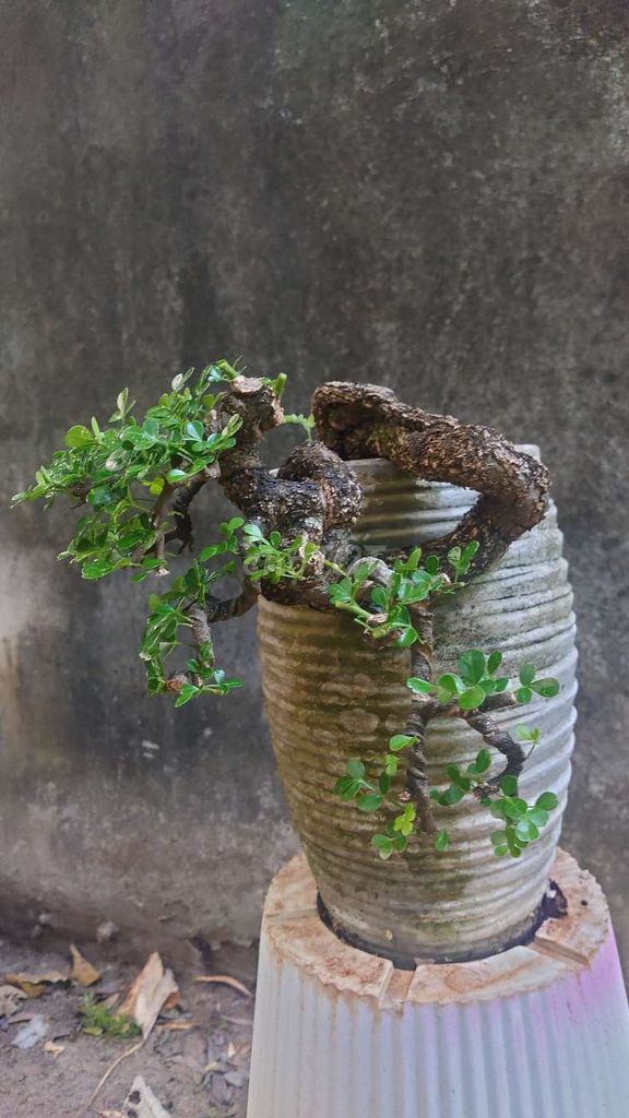 Bonsai cần thăng. Mua bán Cây cảnh, đồ trang trí tại Thành phố Thủ Đức Tp Hồ Chí Minh được đăng bởi Phát Trần hình 1