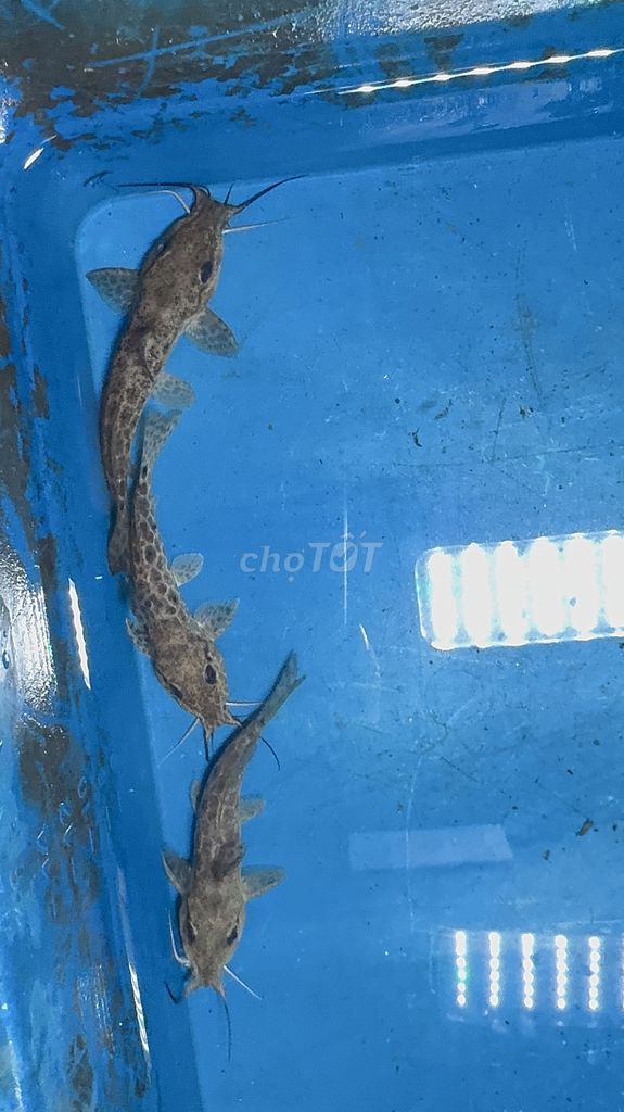 Cá trê cọp - trê báo - hươu - trê bướm- hồng vĩ. Mua bán Thú cưng khác tại Huyện Bình Chánh Tp Hồ Chí Minh được đăng bởi Thắng hình 1