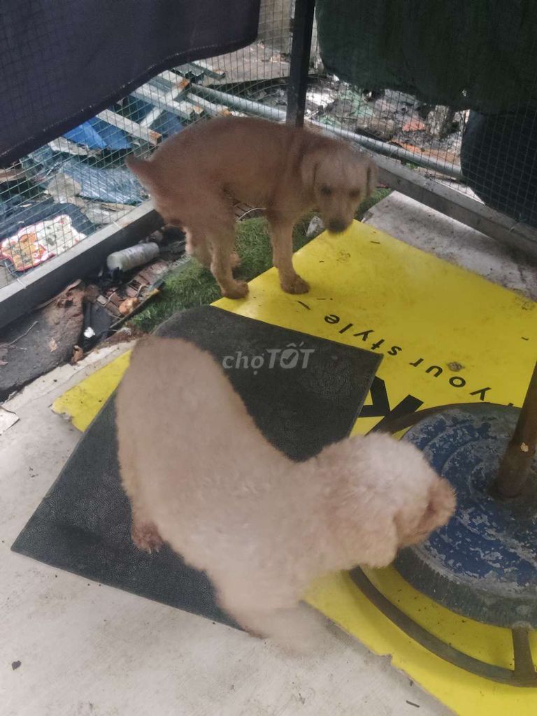 Chó cái đã đe + chó đực 2 con bán 2tr. Mua bán Chó tại Huyện Bình Chánh Tp Hồ Chí Minh được đăng bởi Cẩm phựơng Nguyễn thị hình 4