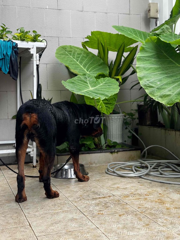 Chó Rottweiler trên 1 tuổi đã huấn luyện. Mua bán Chó tại Thành phố Thủ Đức Tp Hồ Chí Minh được đăng bởi Cas Tuấn Anh hình 5