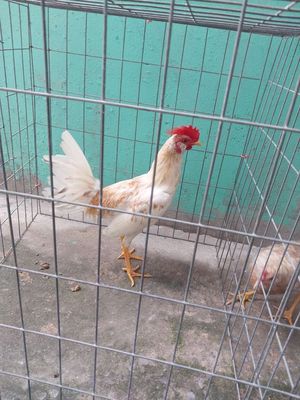 Cuban asil. Mua bán Gà tại Huyện Củ Chi Tp Hồ Chí Minh được đăng bởi Sang Siro