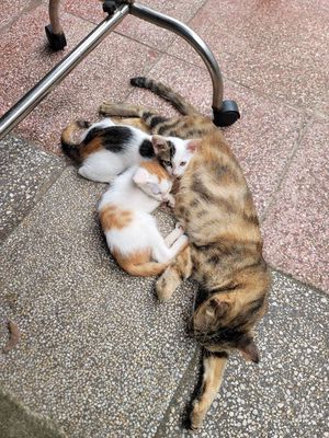 Mèo ta dễ nuôi. Mua bán Mèo tại Thị xã Bến Cát Bình Dương được đăng bởi Anh Long