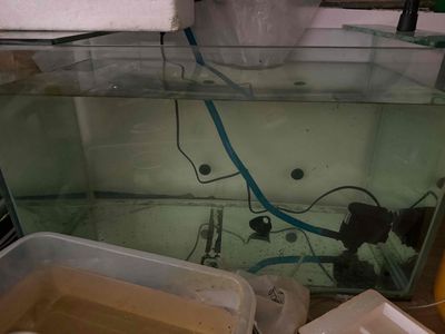 tl hồ thuỷ sinh kèm hồ 704040 8ly. Mua bán Phụ kiện, Thức ăn, Dịch vụ tại Quận 5 Tp Hồ Chí Minh được đăng bởi Nghp