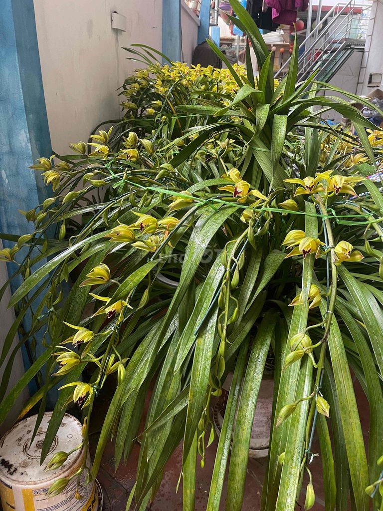 Địa lan Vàng trên 20 ngồng. Mua bán Cây cảnh, đồ trang trí tại Quận Bắc Từ Liêm Hà Nội được đăng bởi Linh hình 1