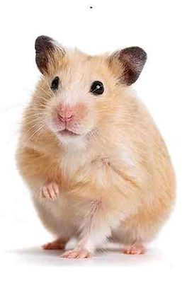 Chuột Hamster vàng kem