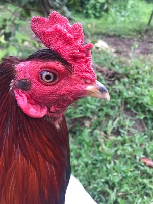 trông asilmi noi 2.7kg. Mua bán Gà tại Huyện Mang Thít Vĩnh Long được đăng bởi Hưng Quoc