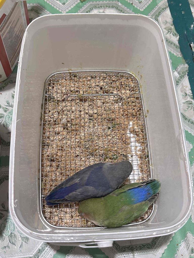 Chim Lovebird Xanh, Xám. Mua bán Chim tại Thị xã Gò Công Tiền Giang được đăng bởi Huỳnh Phong hình 1