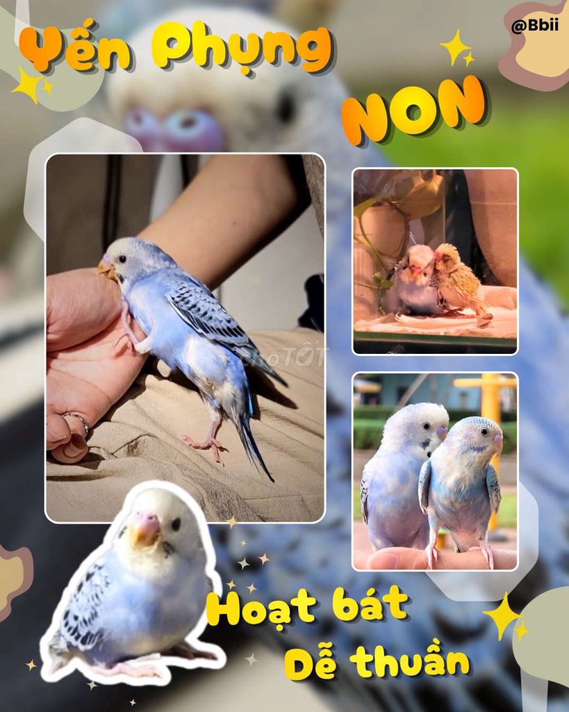 Chim Yến Phụng Dễ Thươnggg. Mua bán Chim tại Quận Tân Bình Tp Hồ Chí Minh được đăng bởi Bbii hình 1