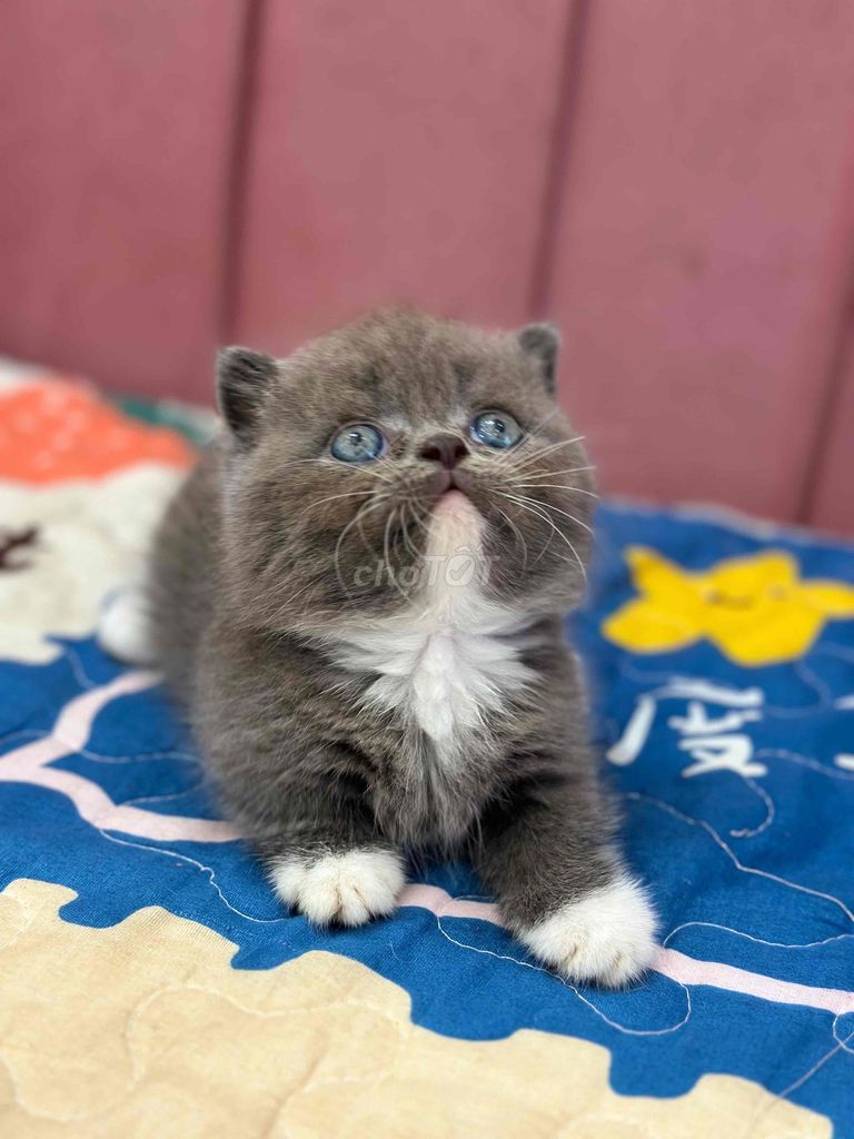 Mèo Chân lùn đực cụp Bicolor. Mua bán Mèo tại Quận Ninh Kiều Cần Thơ được đăng bởi Bu pets hình 1