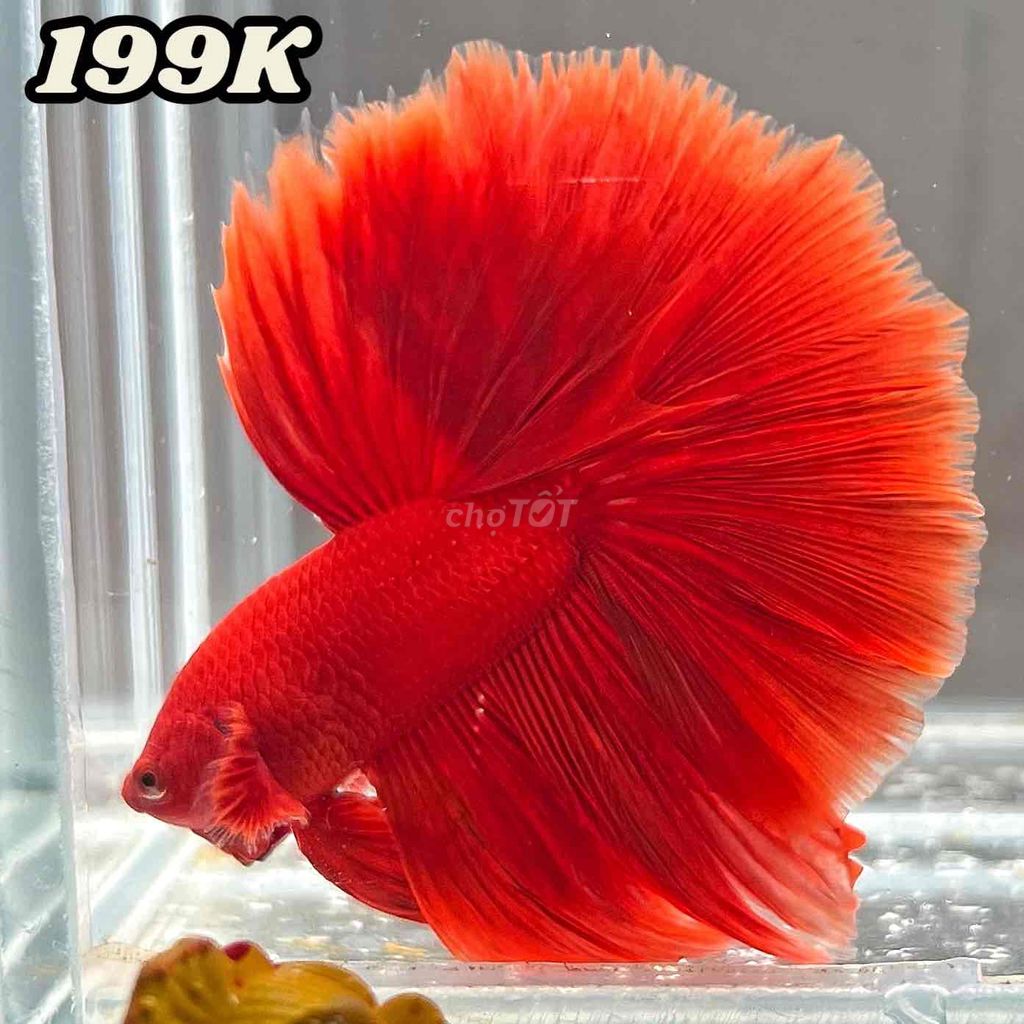 Cá Betta Halfmoon Đỏ. Mua bán Thú cưng khác tại Huyện Hóc Môn Tp Hồ Chí Minh được đăng bởi Betta SaiGon hình 1