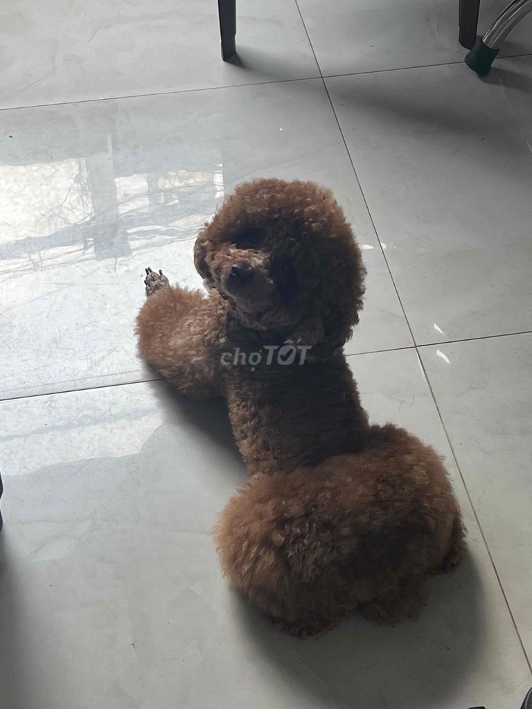 Chó Poodle cái 2 tuổi. Mua bán Chó tại Quận Tân Phú Tp Hồ Chí Minh được đăng bởi Bonn hình 1