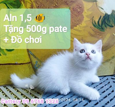 Đàn mèo nhà trồng 1.5 cá tặng pate.đồ chơi