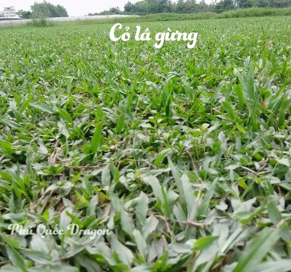 CỎ LÁ GỪNG GIÁ RẺ SỐ LƯỢNG LỚN