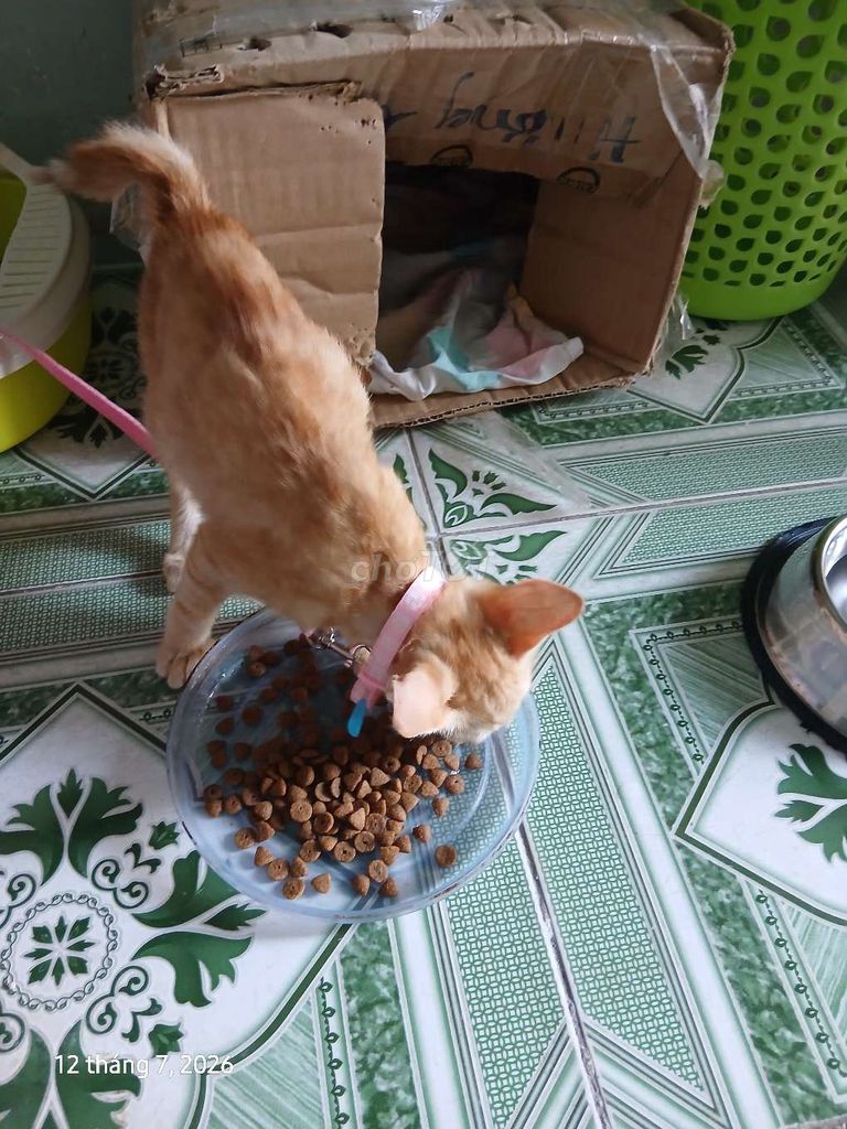 Mèo Vàng cam 3 tháng. Mua bán Mèo tại Quận Tân Bình Tp Hồ Chí Minh được đăng bởi Vũ thị hằng hình 1