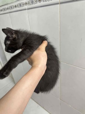 do nhà nhiều em ra đi bớt lấy vía mua hạt