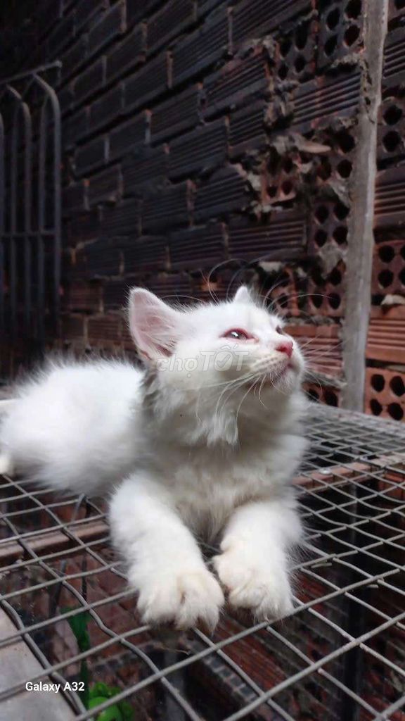 Mèo Anh Lông Dài đực trắng 2 tháng. Mua bán Mèo tại Thành phố Thủ Đức Tp Hồ Chí Minh được đăng bởi huynh kim hình 1