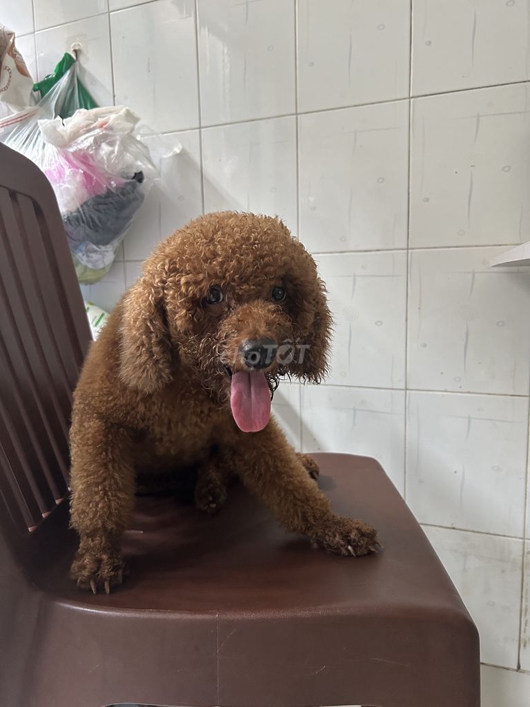 Chó Poodle Toy đực 2 tuổi. Mua bán Chó tại Huyện Hóc Môn Tp Hồ Chí Minh được đăng bởi Thảo hình 1