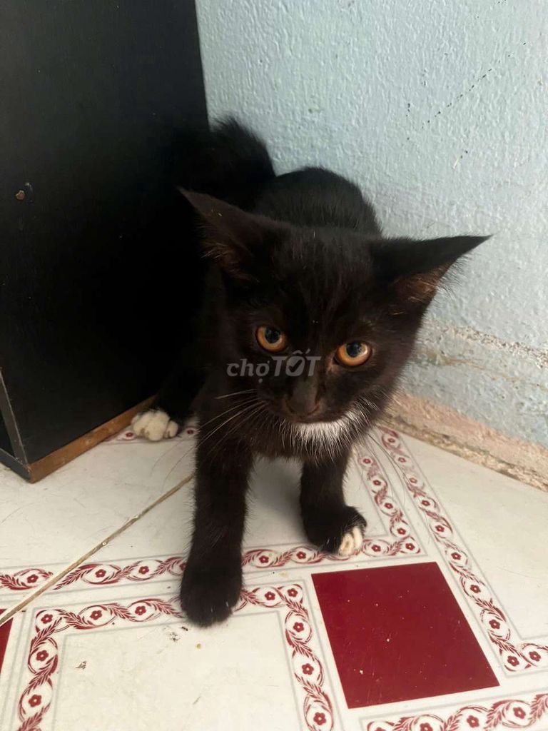 Mèo con Cái Đen thân thiện. Mua bán Mèo tại Quận 12 Tp Hồ Chí Minh được đăng bởi Hân Vy hình 1