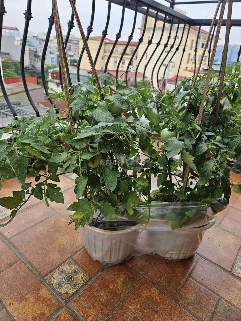 Cây cà chua to đã ra quả. Mua bán Cây cảnh, đồ trang trí tại Quận Đống Đa Hà Nội được đăng bởi Chu Bi hình 1