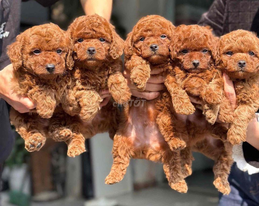 chuyên nhân giống poodle thuần chủng. Mua bán Chó tại Thành phố Qui Nhơn Bình Định được đăng bởi Chaien Pet Shop hình 1