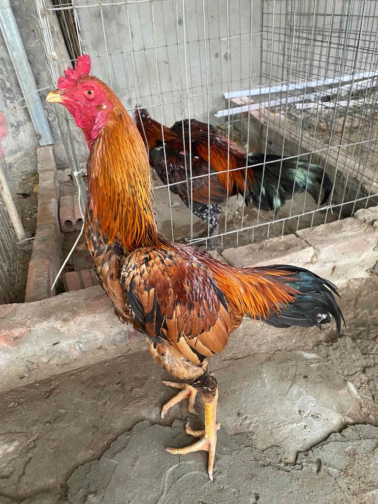 Đôi gà chọi tơ. Mua bán Gà tại Quận Thanh Xuân Hà Nội được đăng bởi Dsuqared hình 1