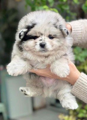 Chó Pom Blue Merle mặt tịt