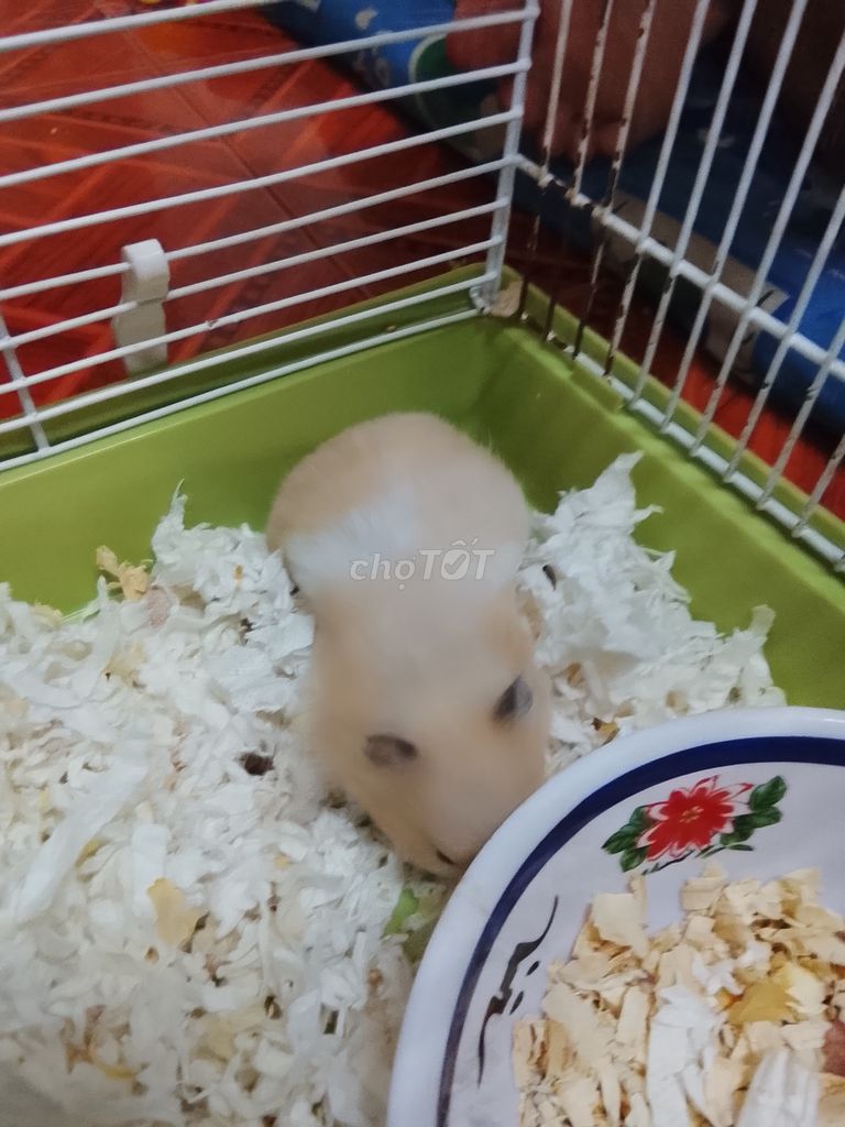 Hamster Bear cái 3 tháng vàng kem. Mua bán Thú cưng khác tại Huyện Long Thành Đồng Nai được đăng bởi Ngân Huệ hình 1