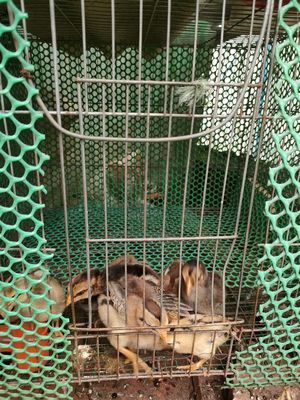 Gà nòi con. Mua bán Gà tại Quận Bình Thuỷ Cần Thơ được đăng bởi TRUONG TRUNG TA