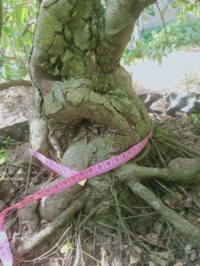 Cây cảnh Khế gân trên 1 mét. Mua bán Cây cảnh, đồ trang trí tại Huyện Châu Thành Đồng Tháp được đăng bởi Thach Pham hình 1